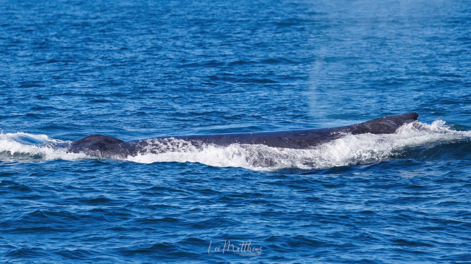 a small animal in a body of water