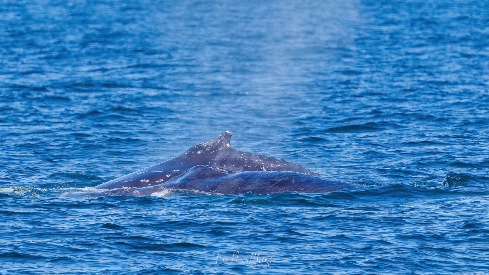 a whale swimming under water