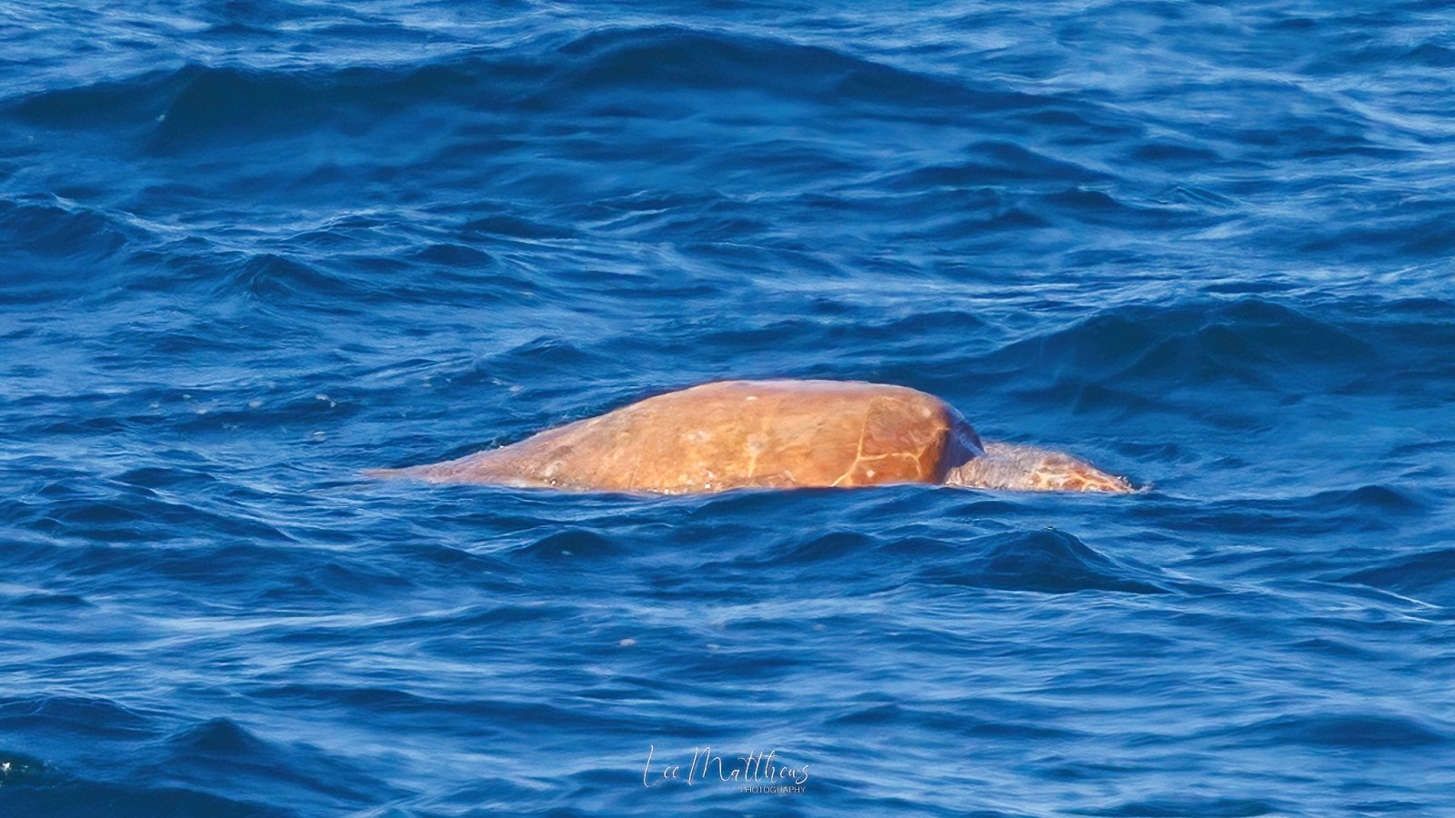 an animal swimming in the water