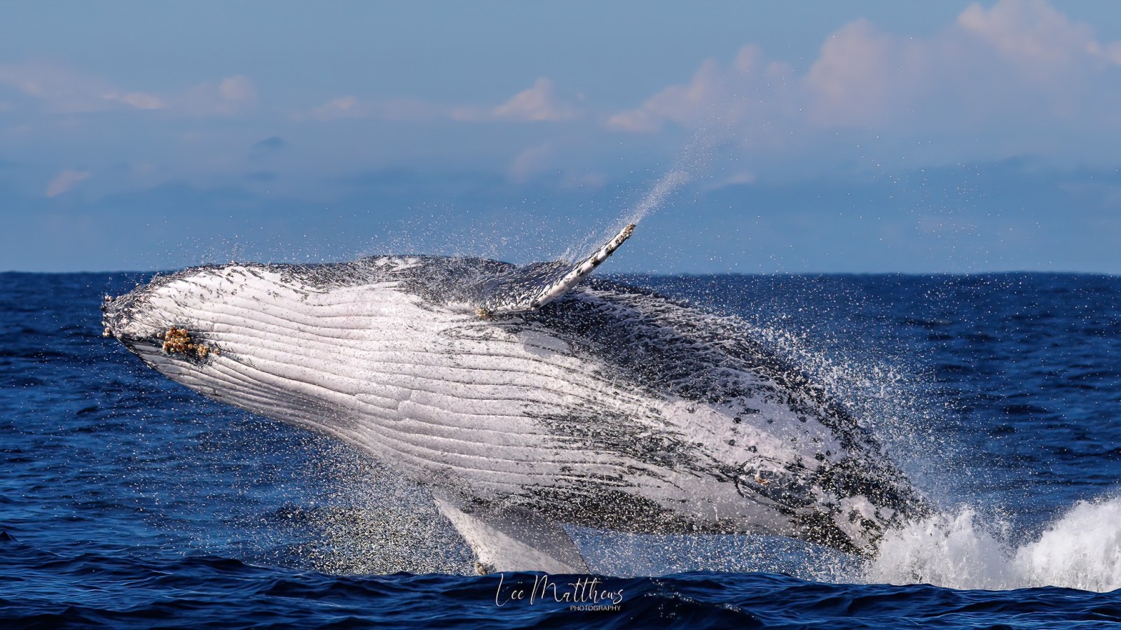 a whale jumping out of the water