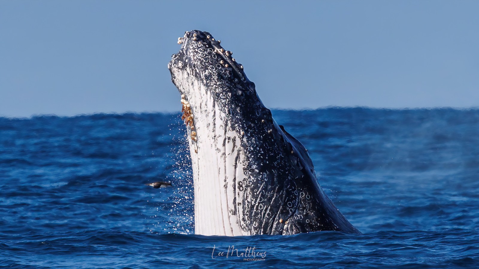 a whale jumping out of the water