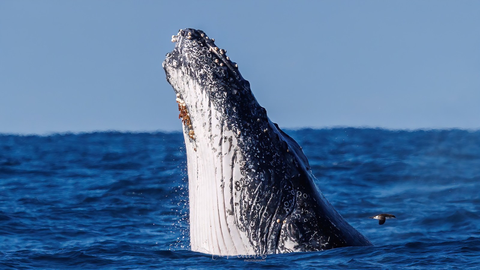 a whale jumping out of the water