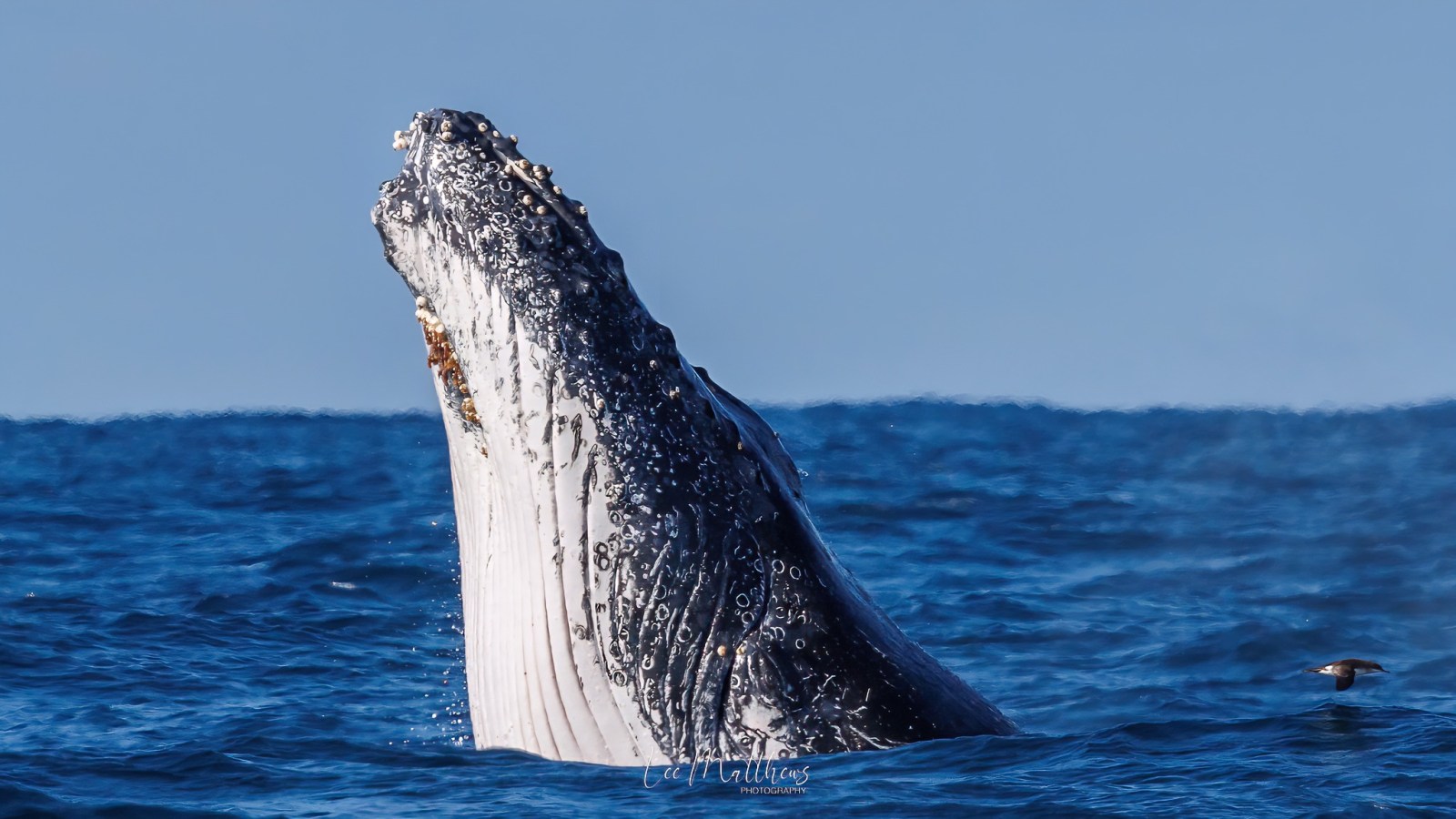 a whale jumping out of the water