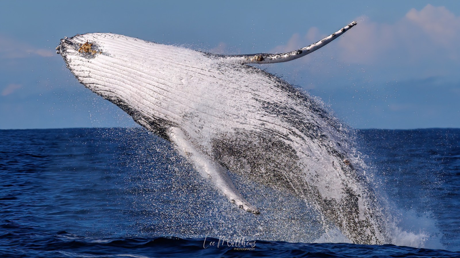 a whale jumping out of the water
