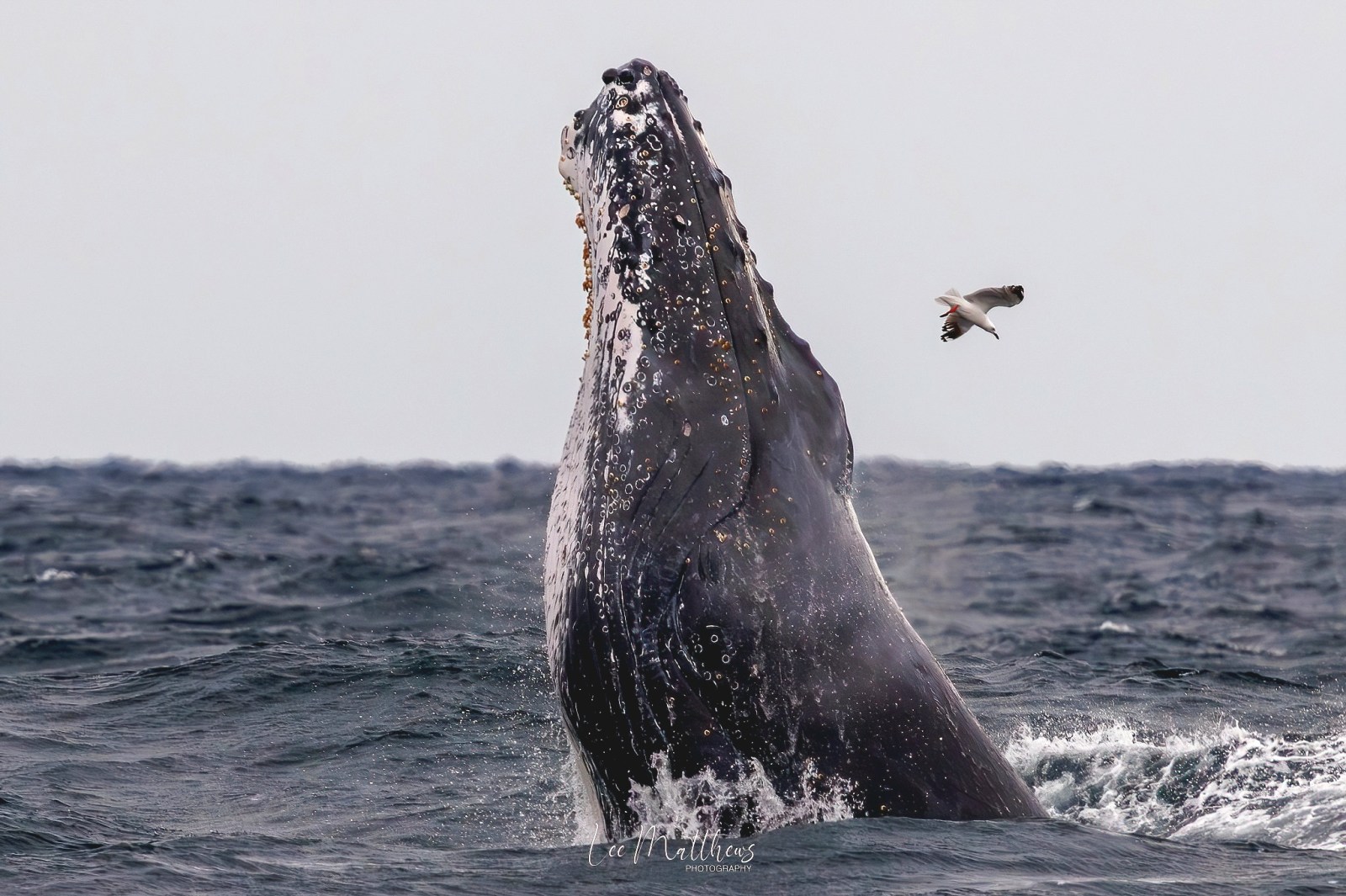 Whale Watching Moonshadow TQC Cruises Port Stephens Lee Matthews