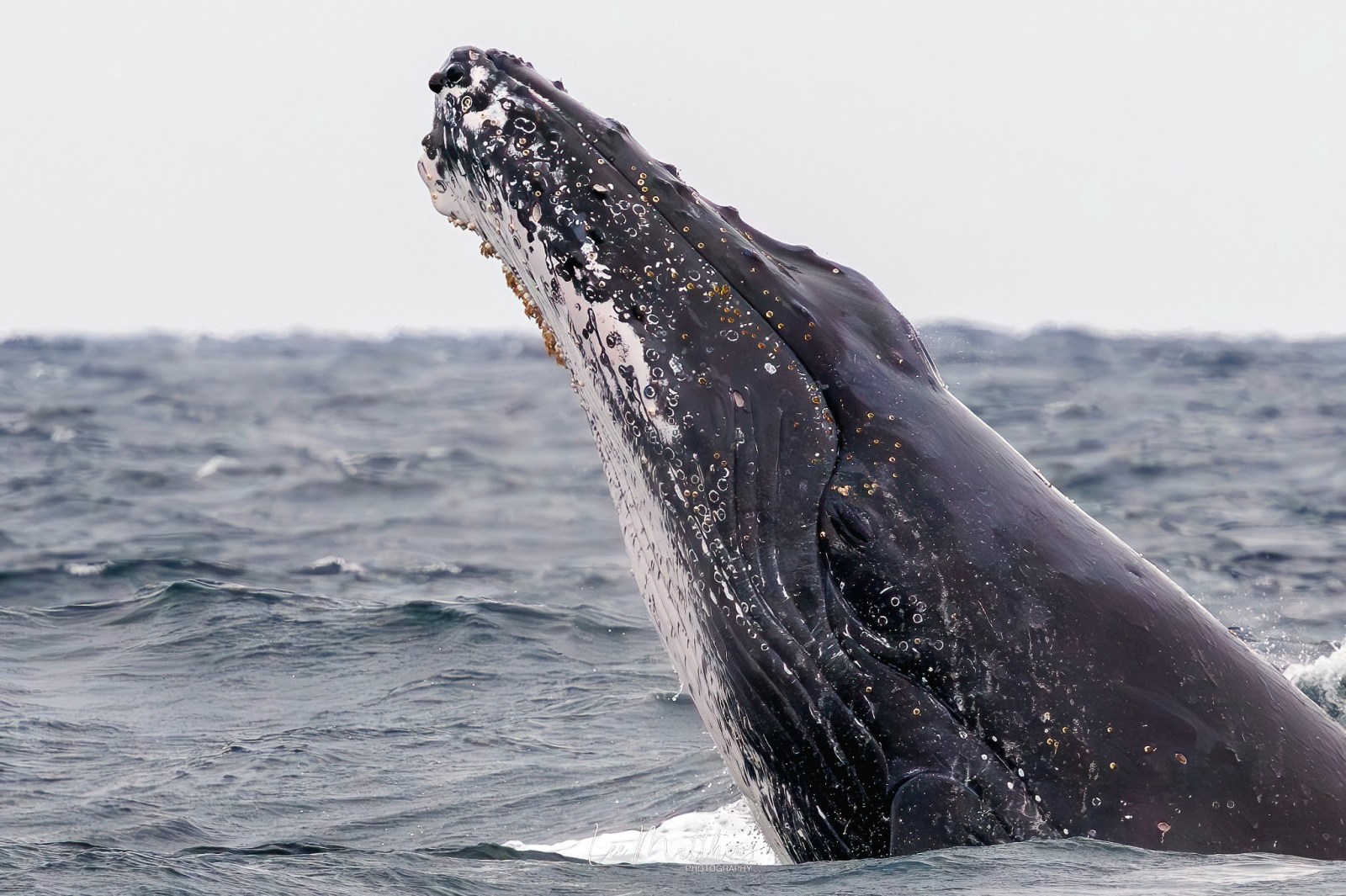 a whale jumping out of the water