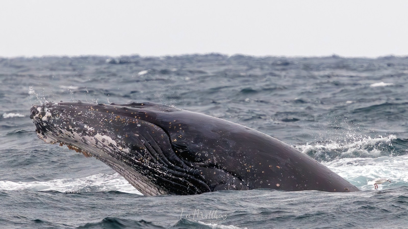 a whale jumping out of the water