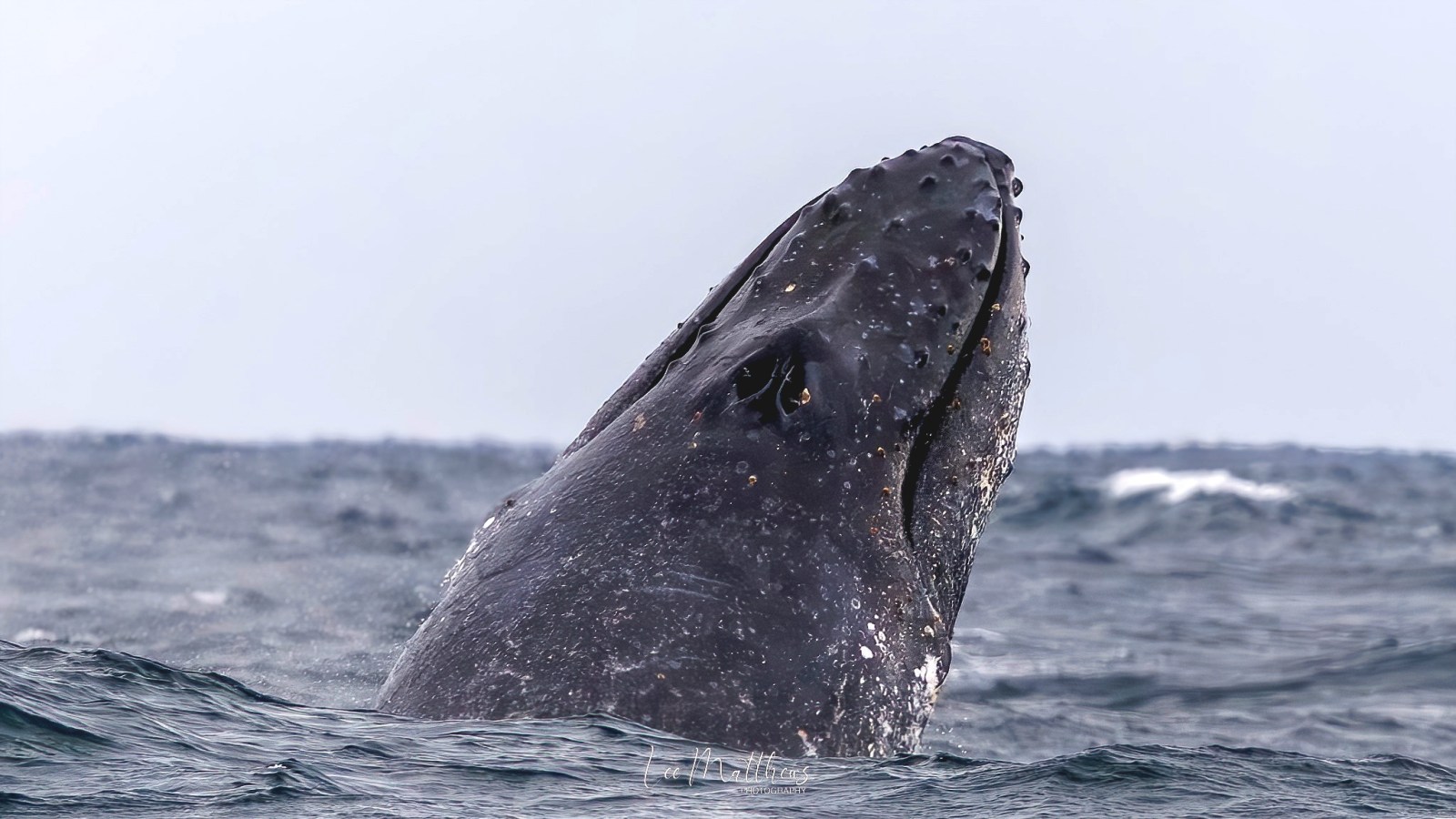 a whale jumping out of the water
