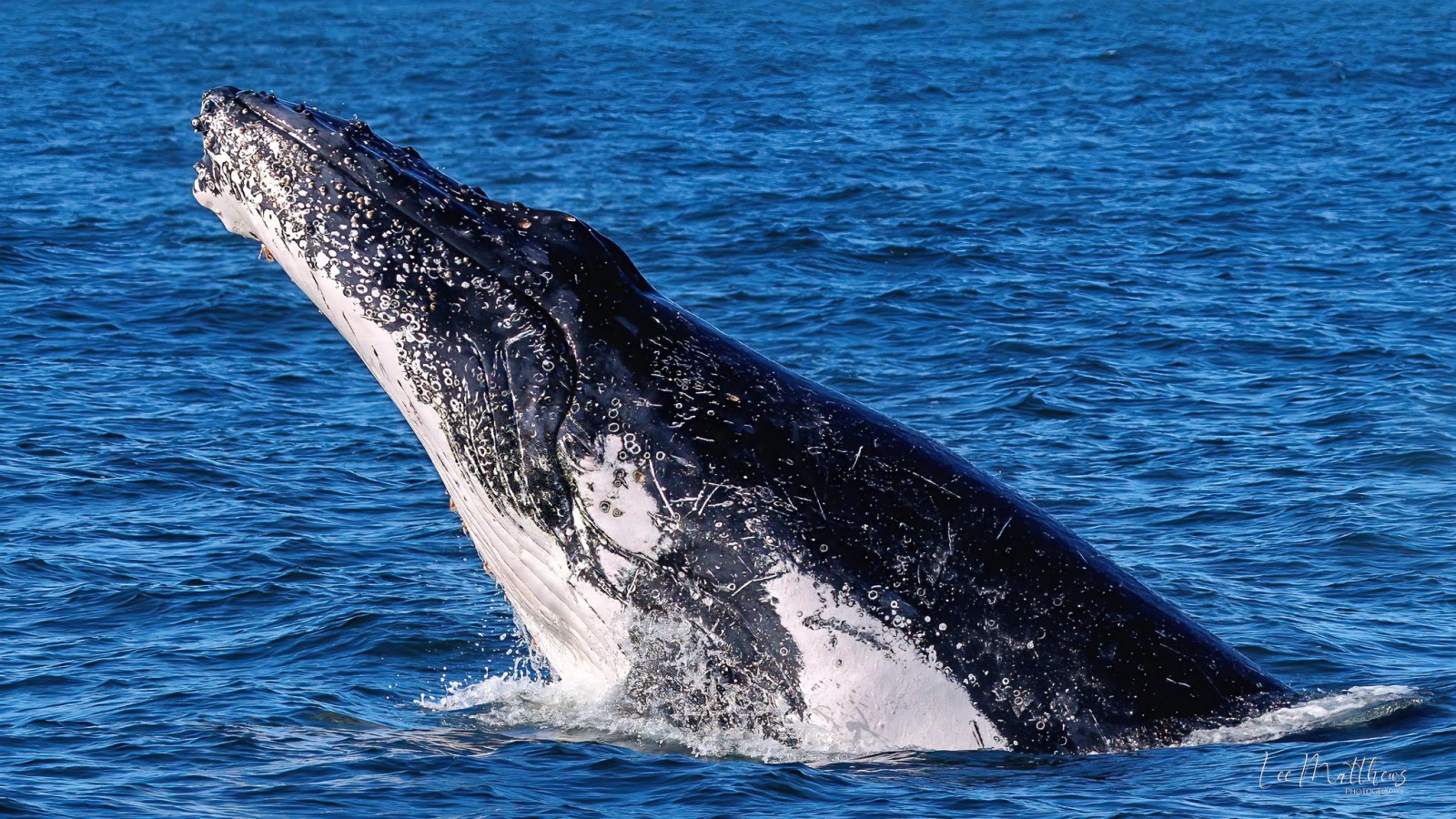 Whale Watching Moonshadow TQC Cruises Port Stephens Lee Matthews