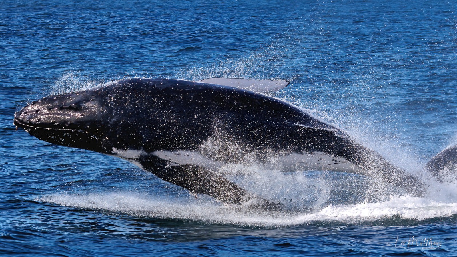 a whale jumping out of the water