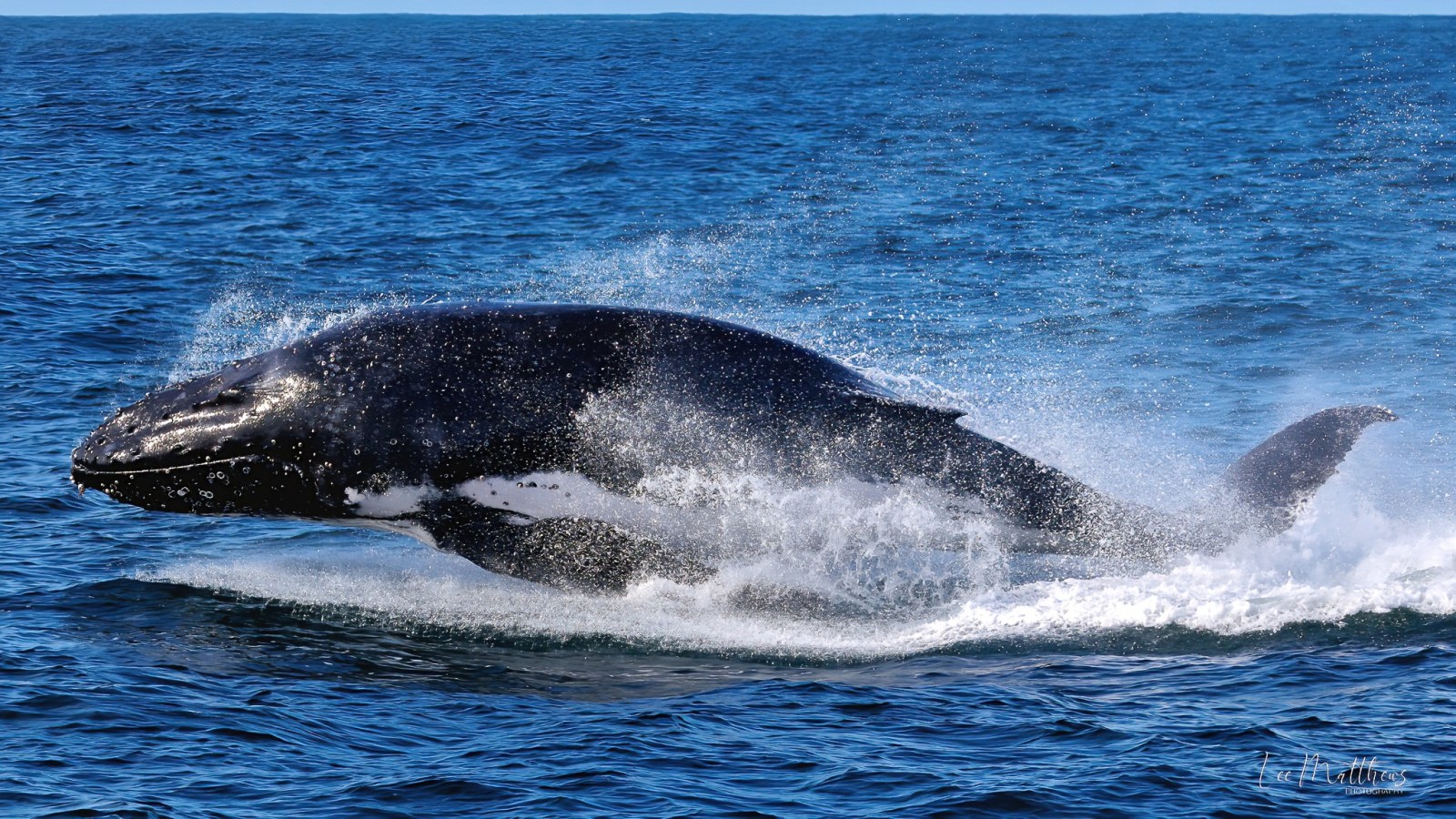 a whale jumping out of the water
