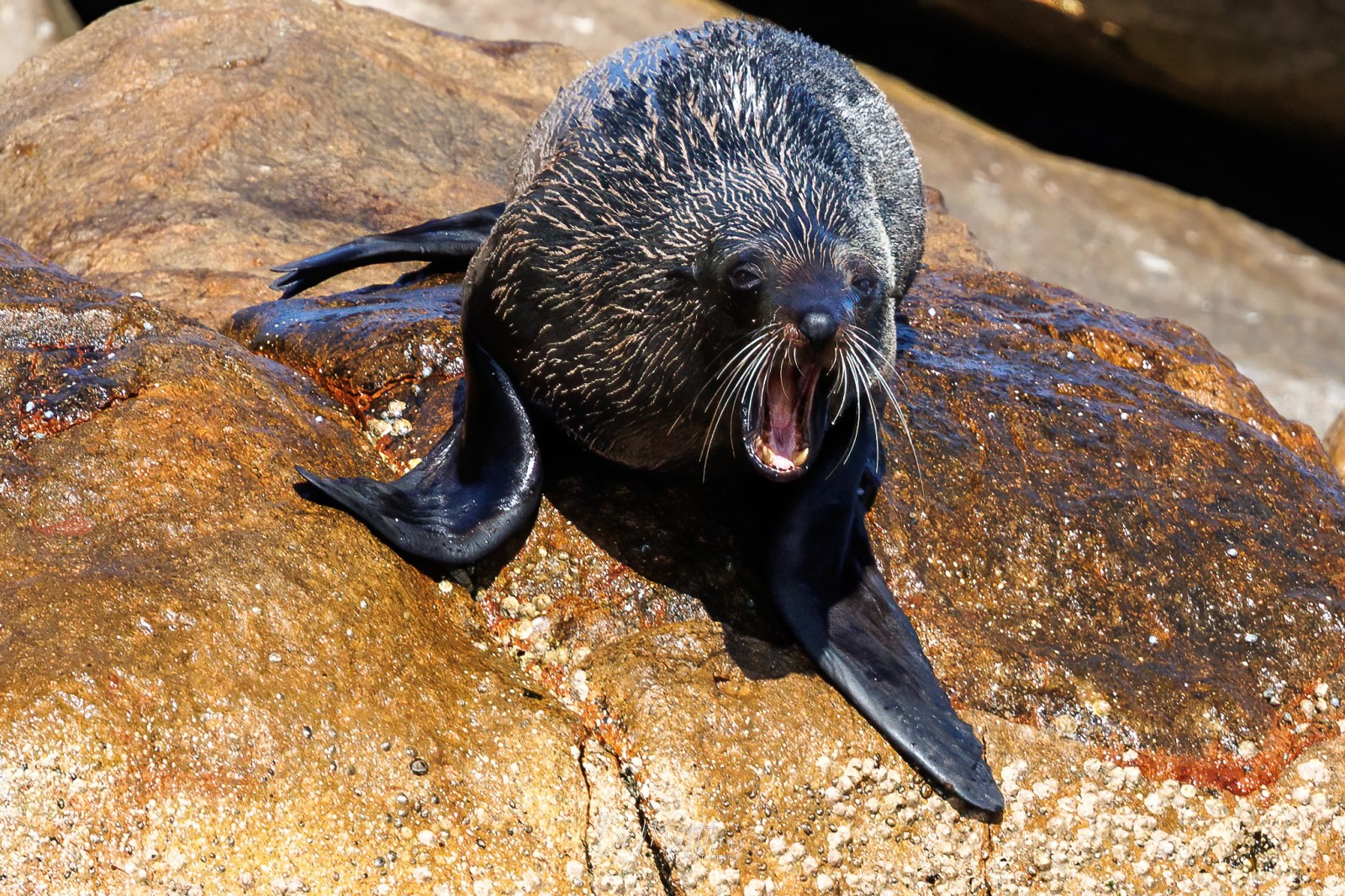 a close up of a seal