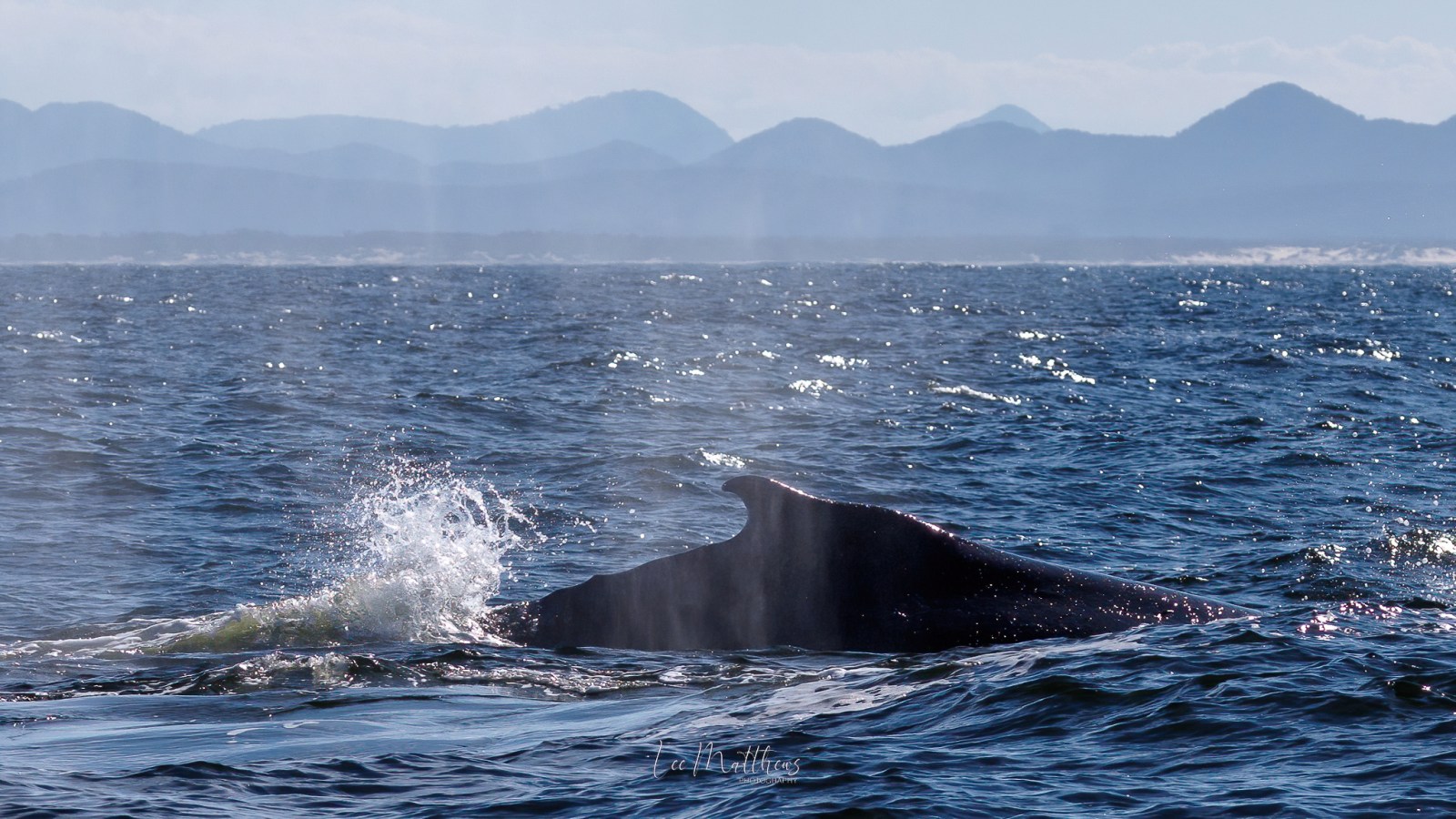 Whale Watching Moonshadow TQC Cruises Port Stephens Lee Matthews