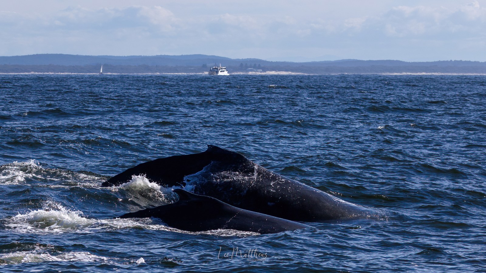 a whale jumping out of the water