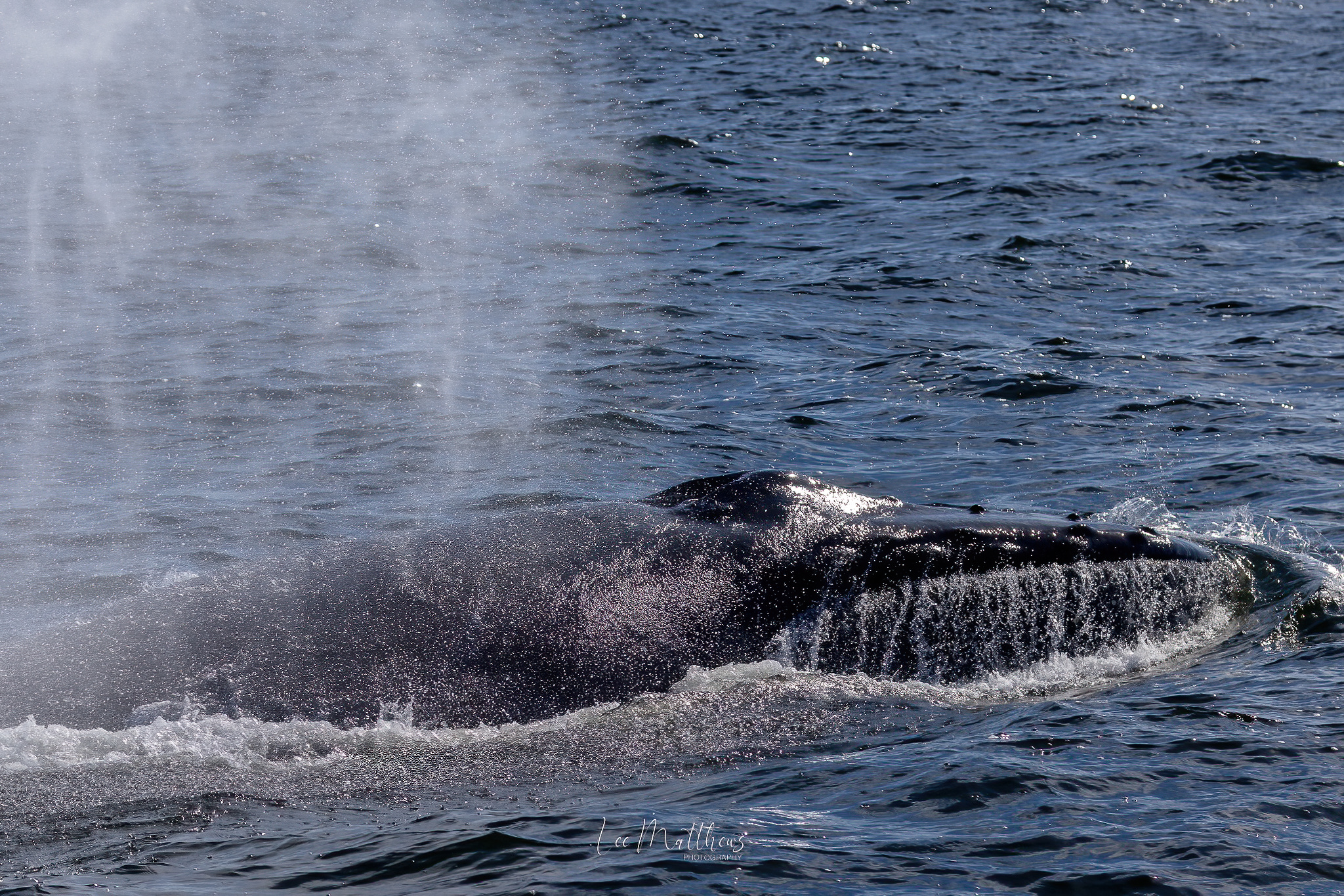 6 JULY 2025 Moonshadow TQC - Whale Watching Moonshadow TQC Cruises Port Stephens Lee Matthews 6.07.25 5 