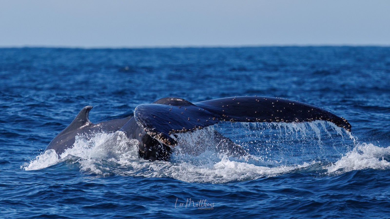 a whale jumping out of the water