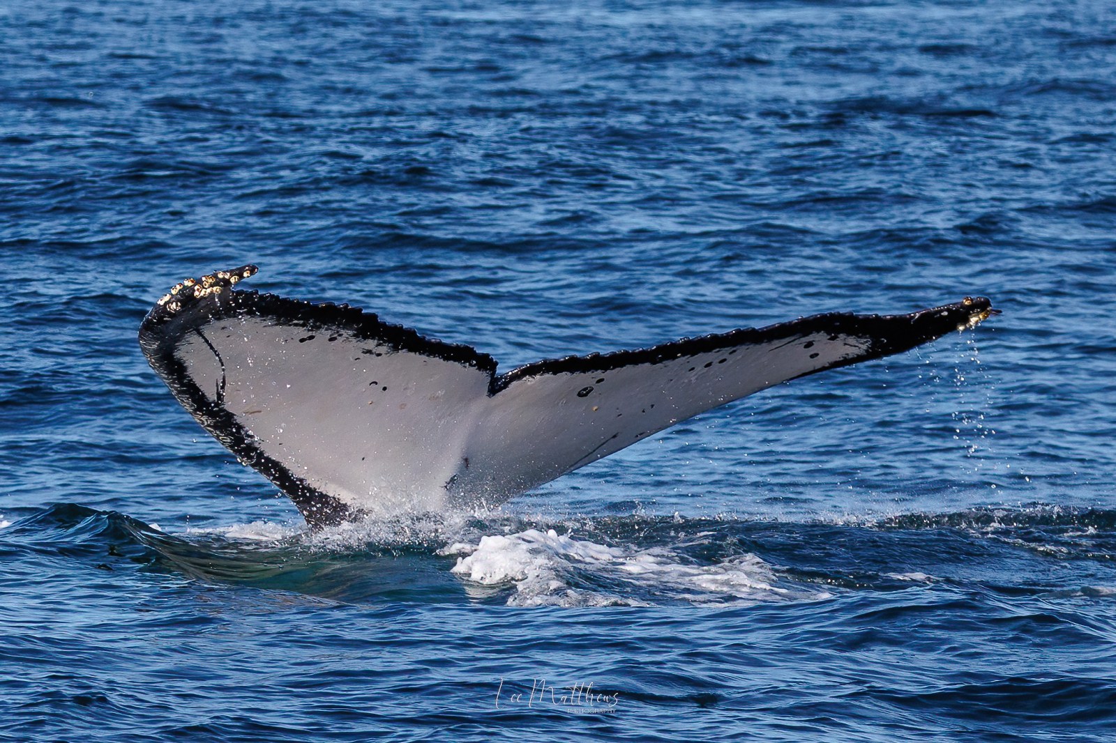 a whale jumping out of the water