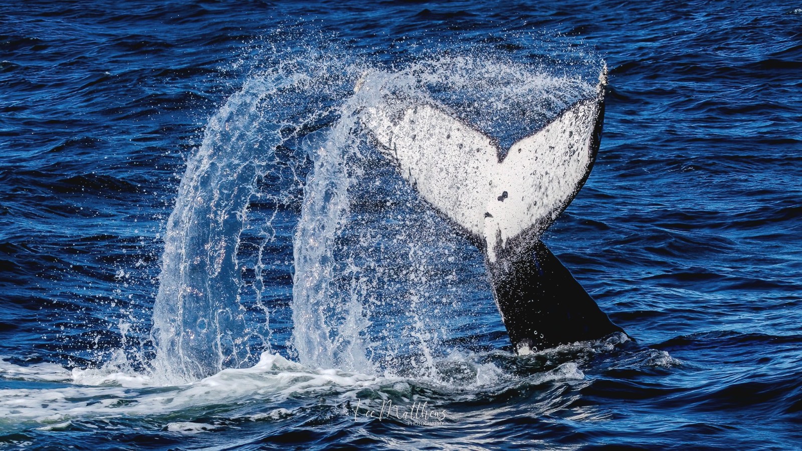 Whale tail splashing water in the ocean against a deep blue backdrop.