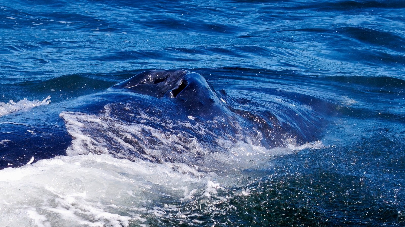 Whale Watching Moonshadow TQC Cruises Port Stephens Lee Matthews