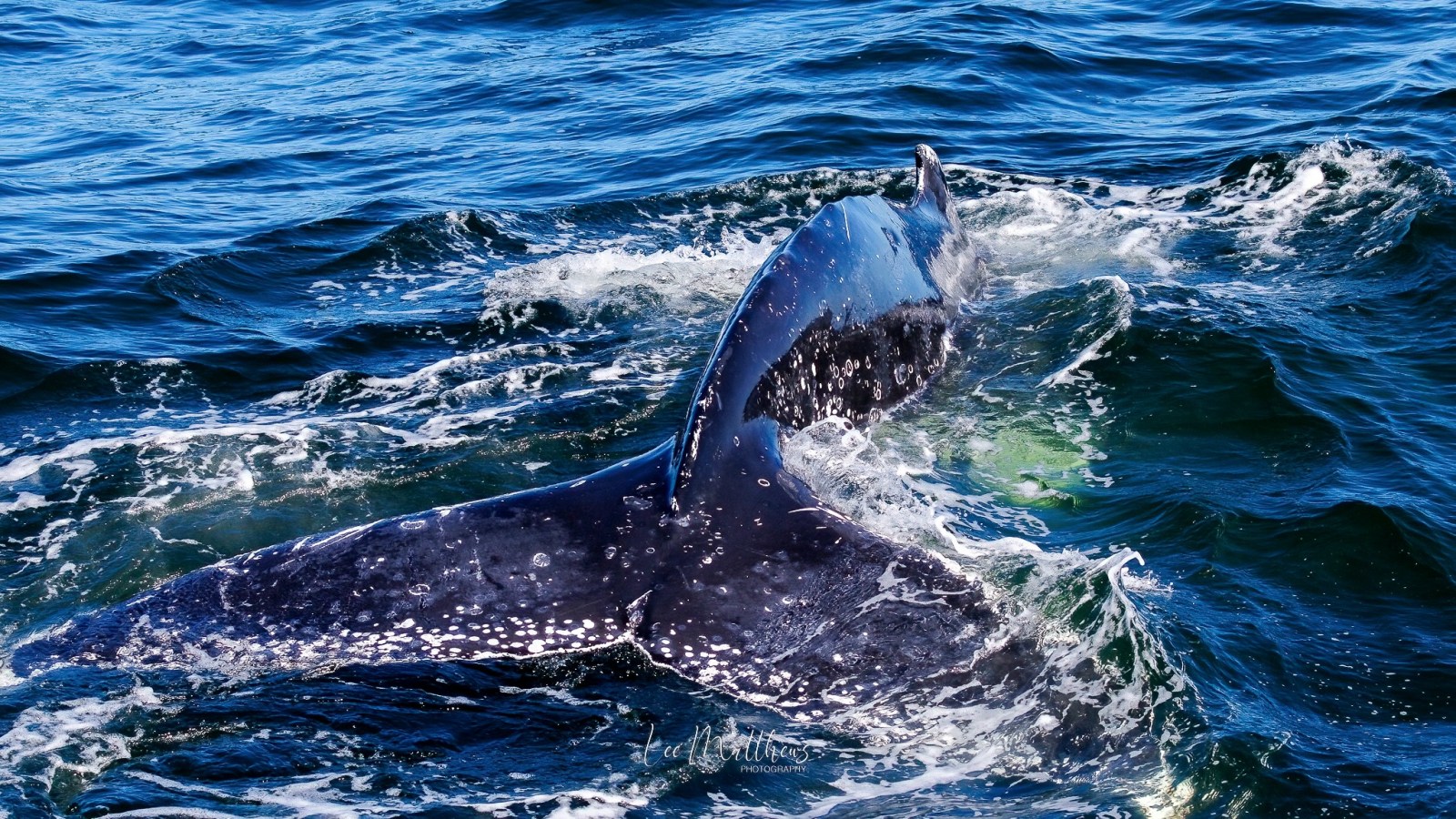 Whale tail emerging from ocean water, surrounded by splashing waves.