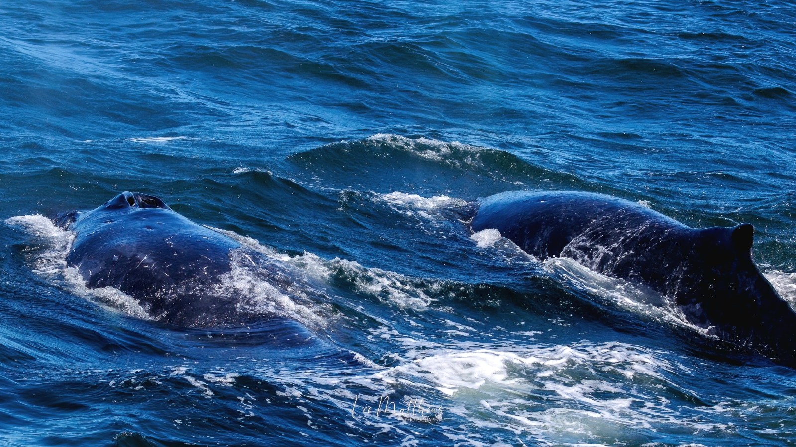 Two whales swimming side by side in the ocean with visible waves.