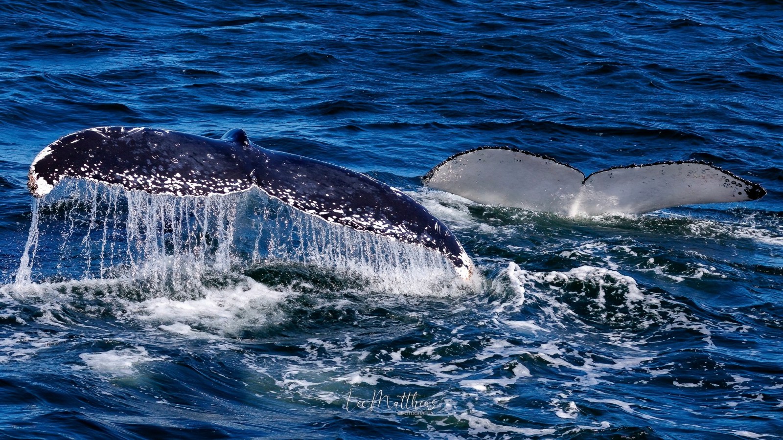 Two whales' tails rise above the ocean surface, water cascading off them.