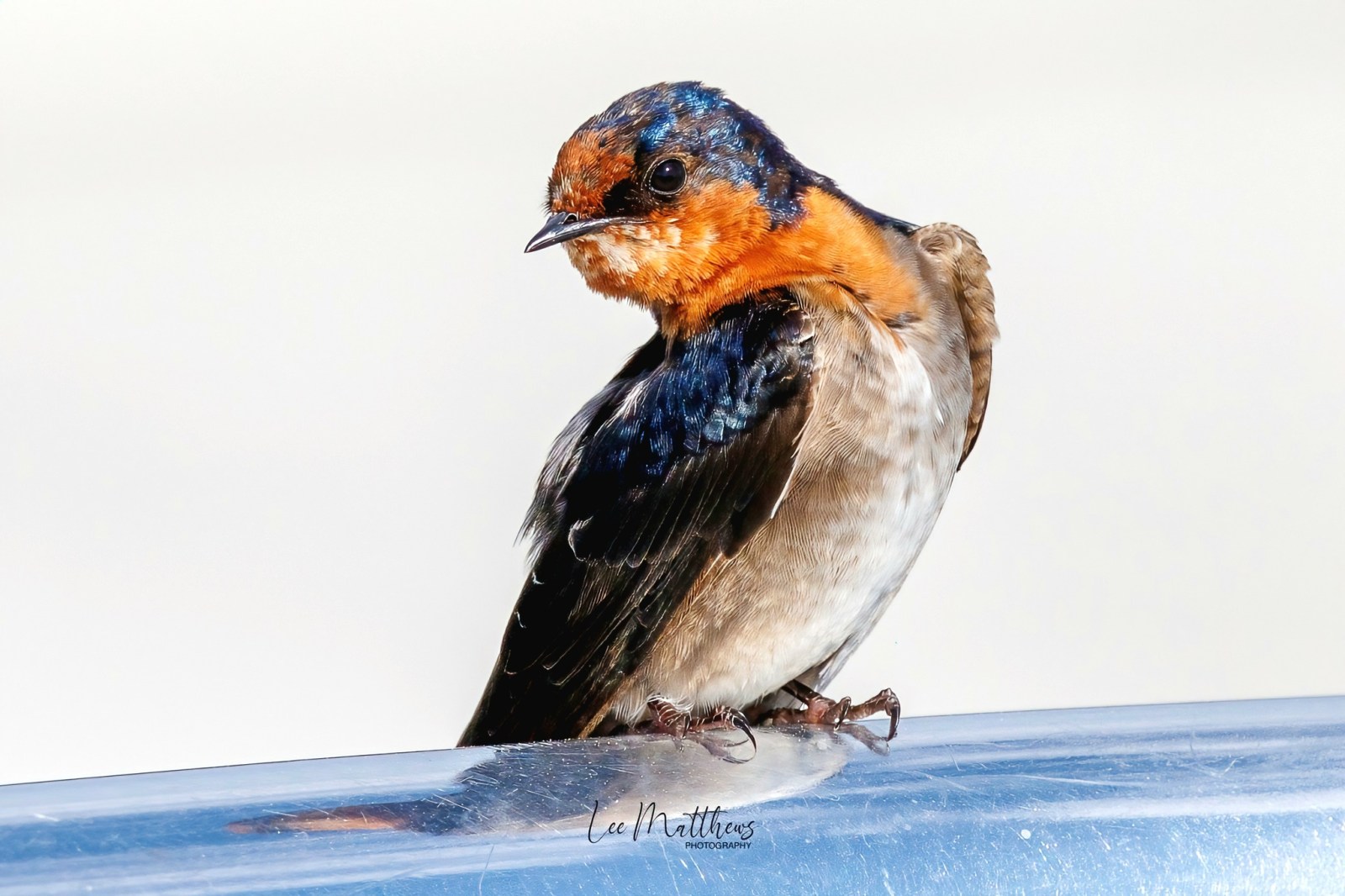 A small bird with a bright orange face and blue-black feathers perched on a blue surface.