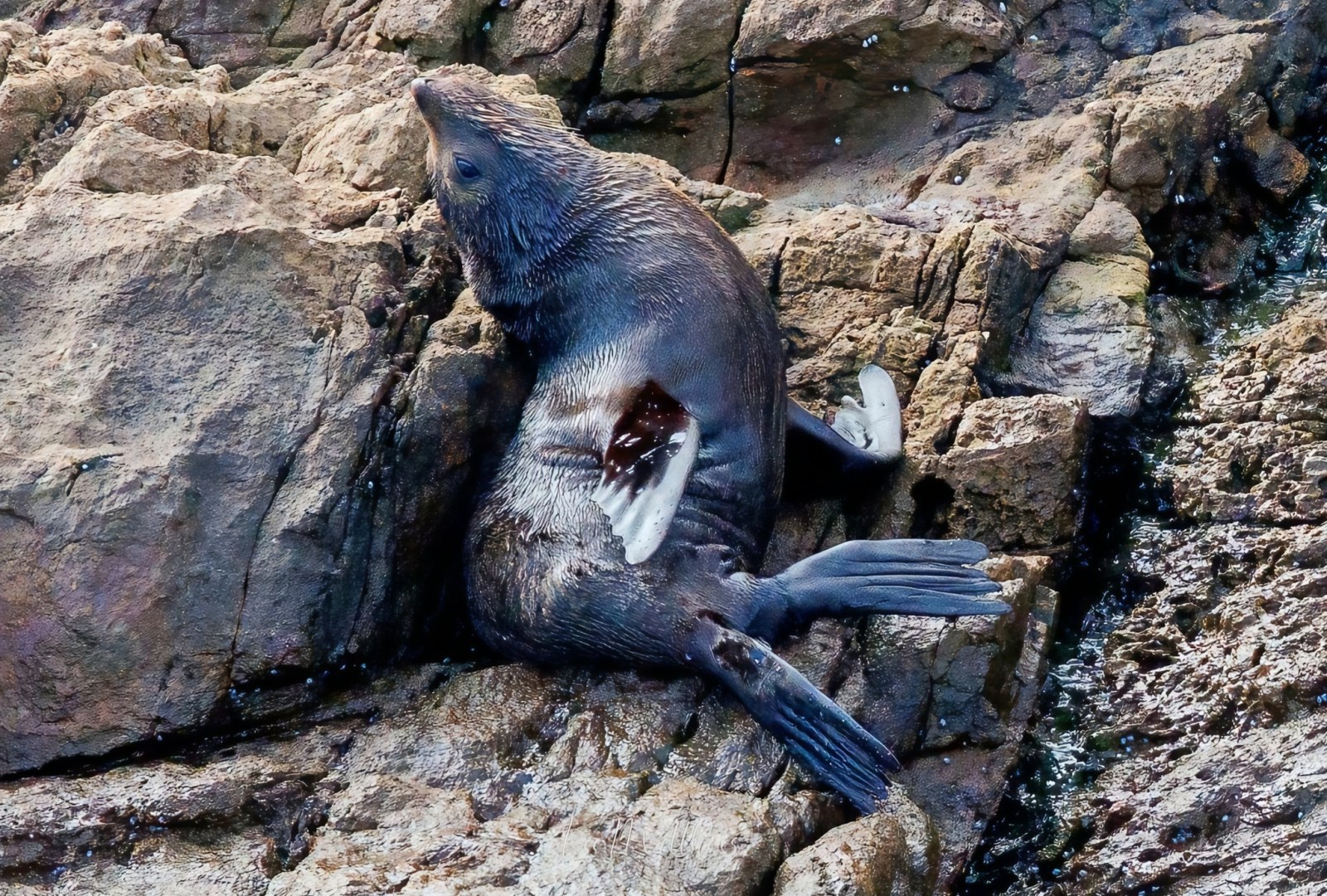 Seal resting on jagged rocks by the shore.