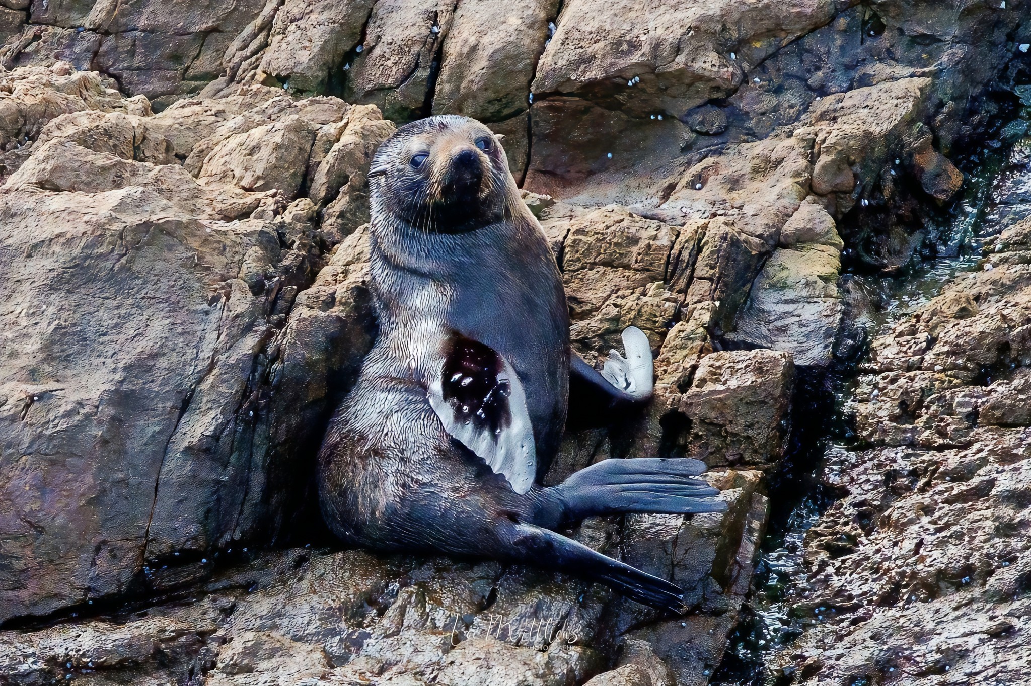 Whale Watching Moonshadow TQC Cruises Port Stephens Lee Matthews