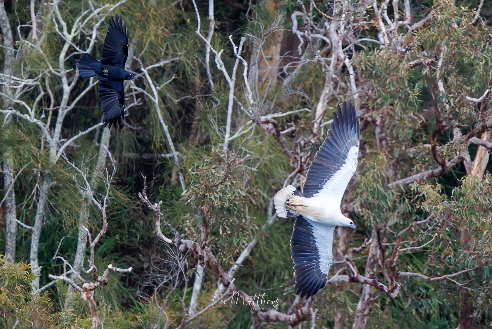 A large white bird and a black bird flying over a forest with bare tree branches.