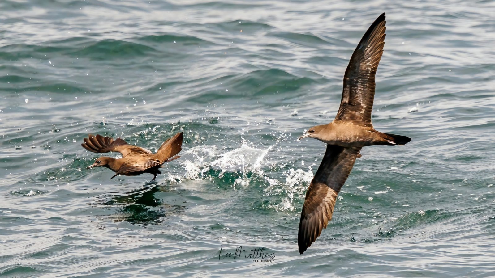 Two seabirds flying low over ocean waves with splashes.