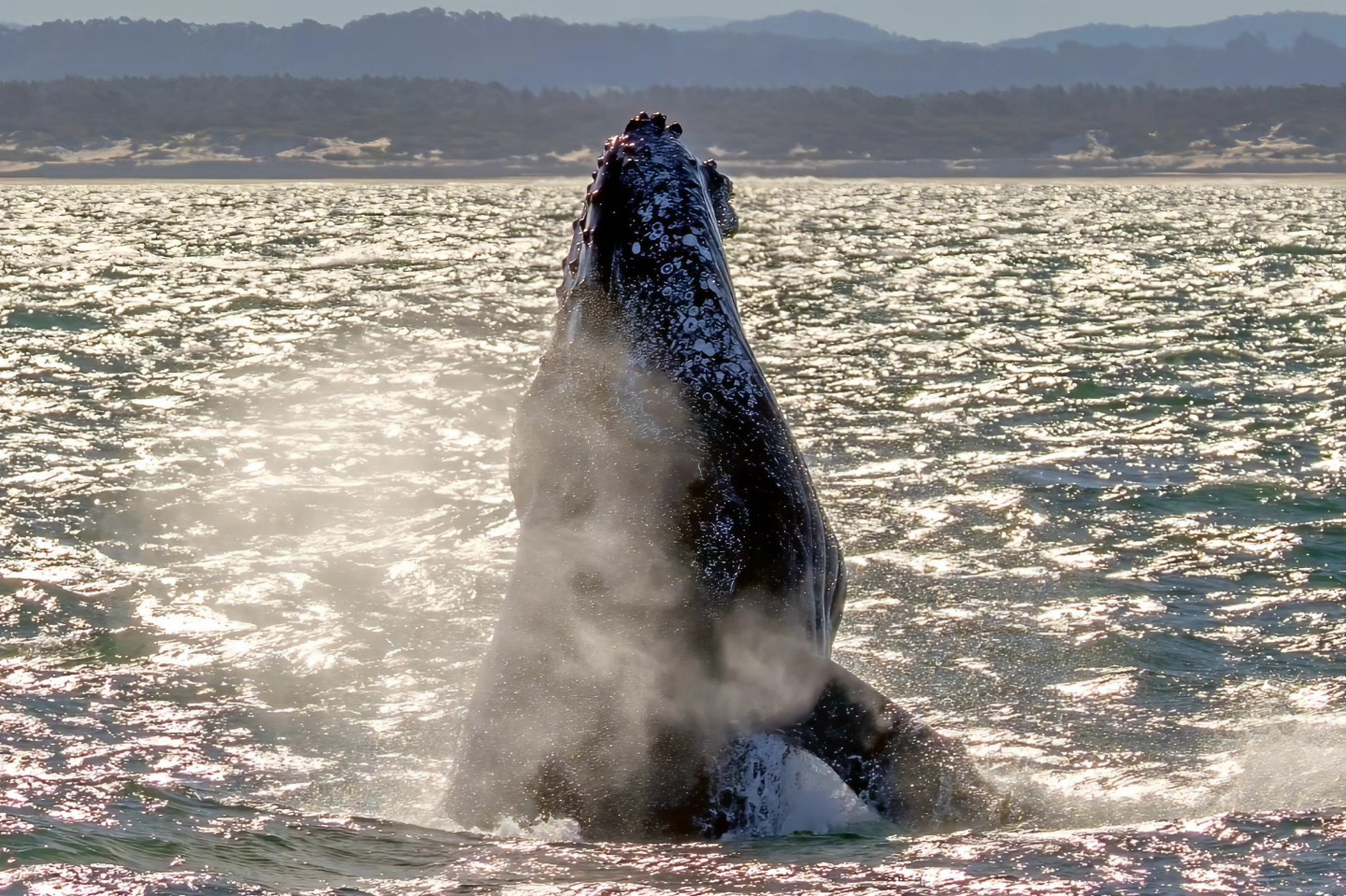 Whale Watching Moonshadow TQC Cruises Port Stephens Lee Matthews