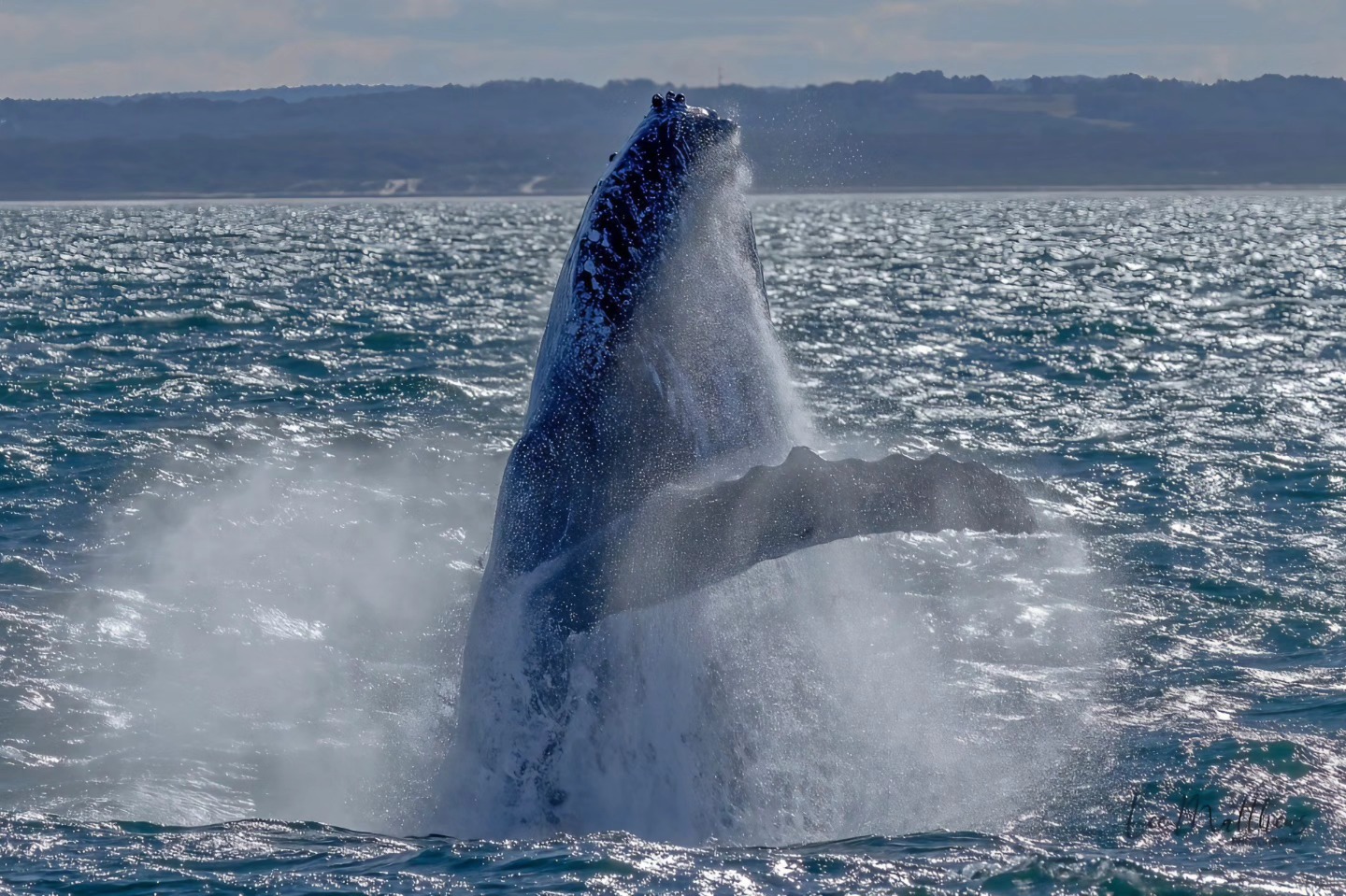A whale breaches the ocean surface, creating a large splash under a cloudy sky.