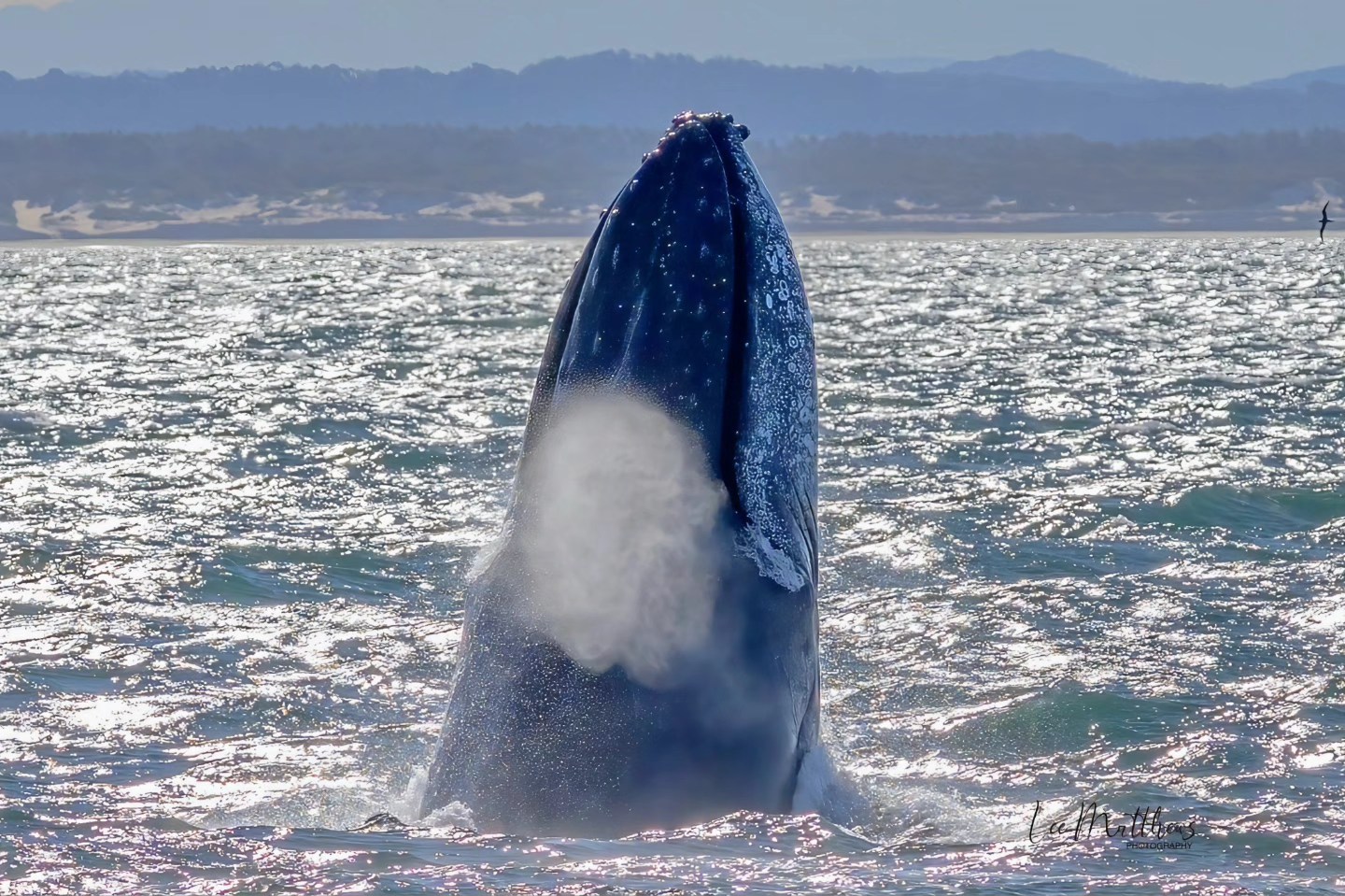 Whale breaching with spray in sunlight, ocean and distant coastline in background.