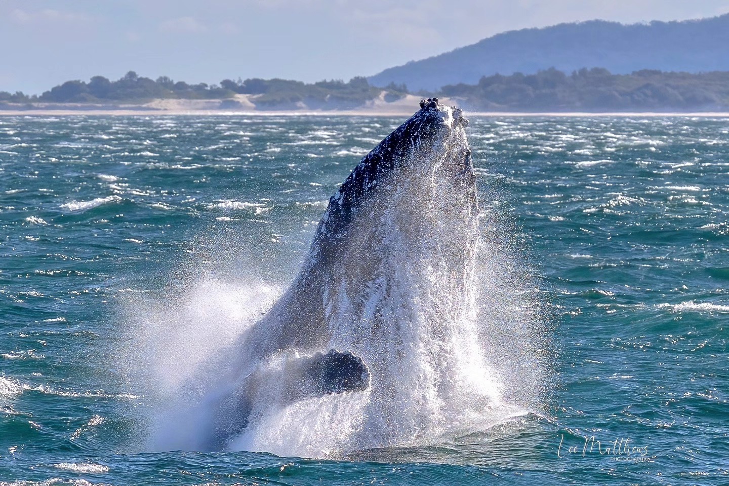 A whale breaching the water surface with splashes and distant shoreline visible.