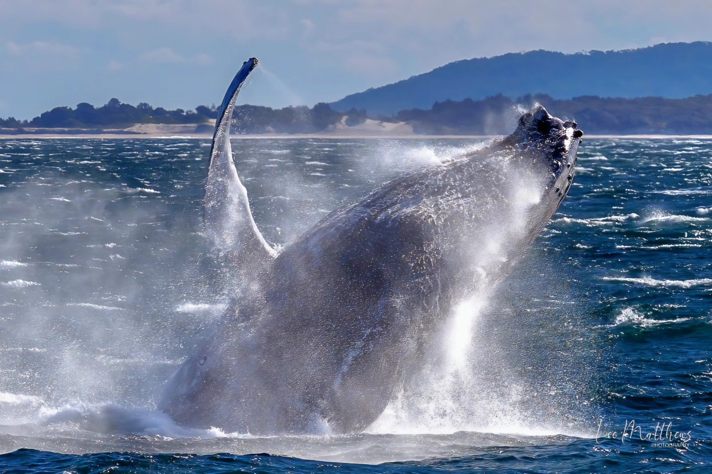Humpback whale breaching the ocean surface with water splashing, against a distant mountainous backdrop.