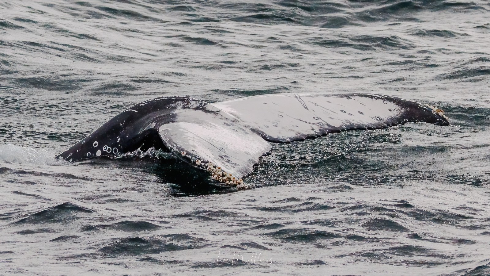Whale tail emerging from ocean water, displaying barnacle-covered surface.