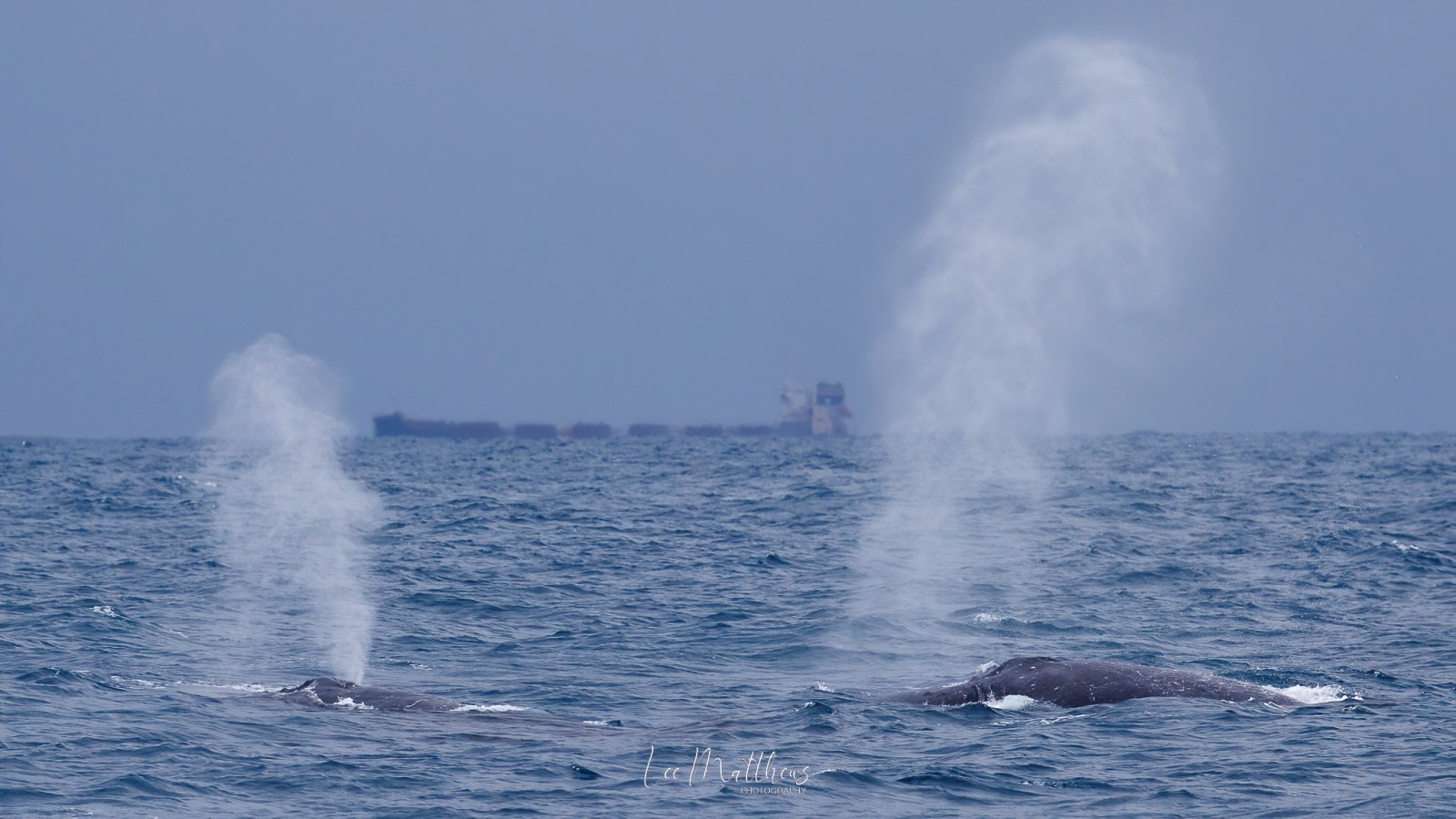 Two whales exhaling misty spouts on the ocean with a ship in the distance.