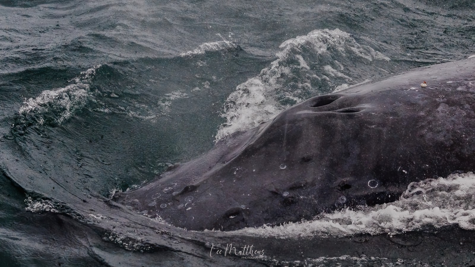 Close-up of a whale's blowhole above water's surface with splashing waves.