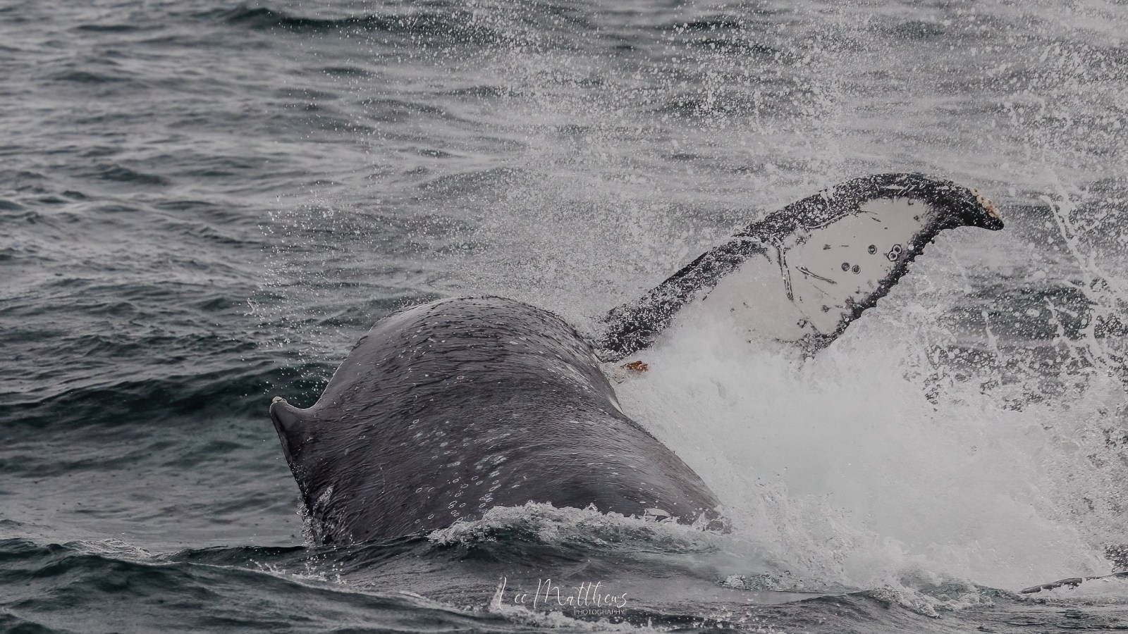 Humpback whale tail emerging from ocean water with splashes around.