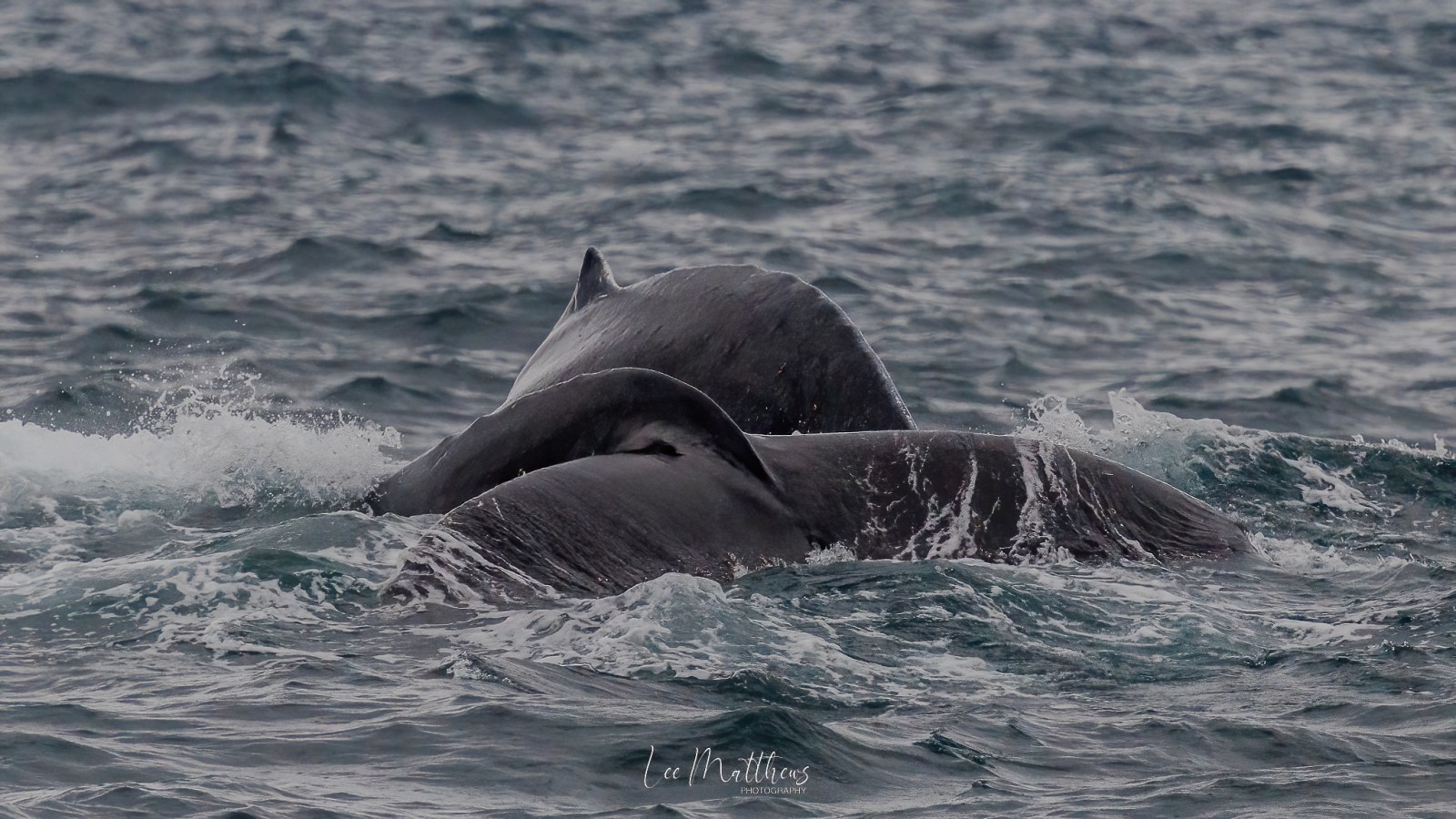 Two humpback whale tails emerging from the ocean surface.