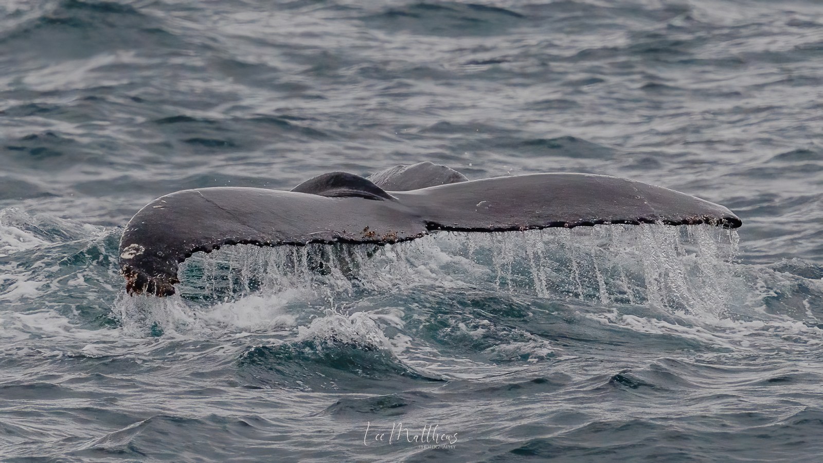 Whale tail emerging from ocean surface with water trails dripping, creating dynamic movement.
