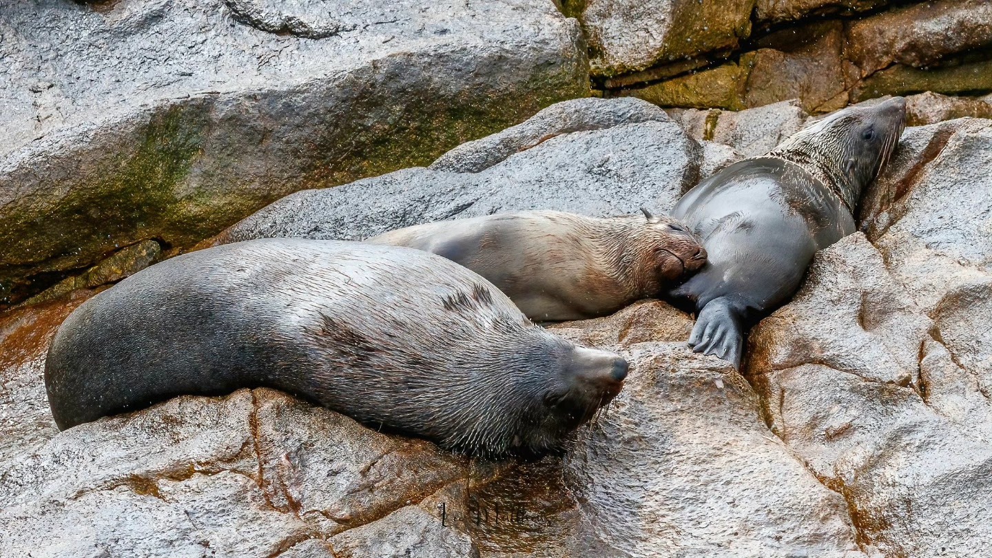 Three seals resting on wet, rocky terrain close together.