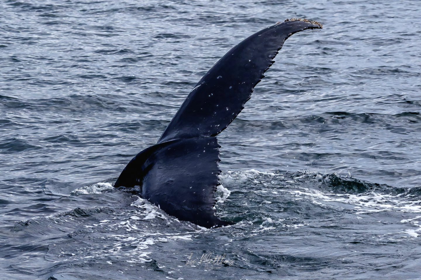 Whale's tail sticking out of the ocean water, creating waves.