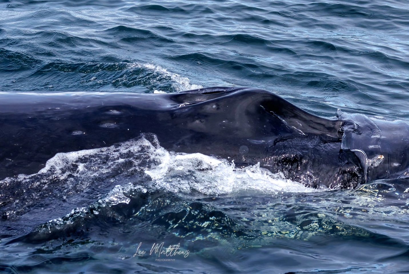 Close-up of a whale's back partially submerged in ocean water.