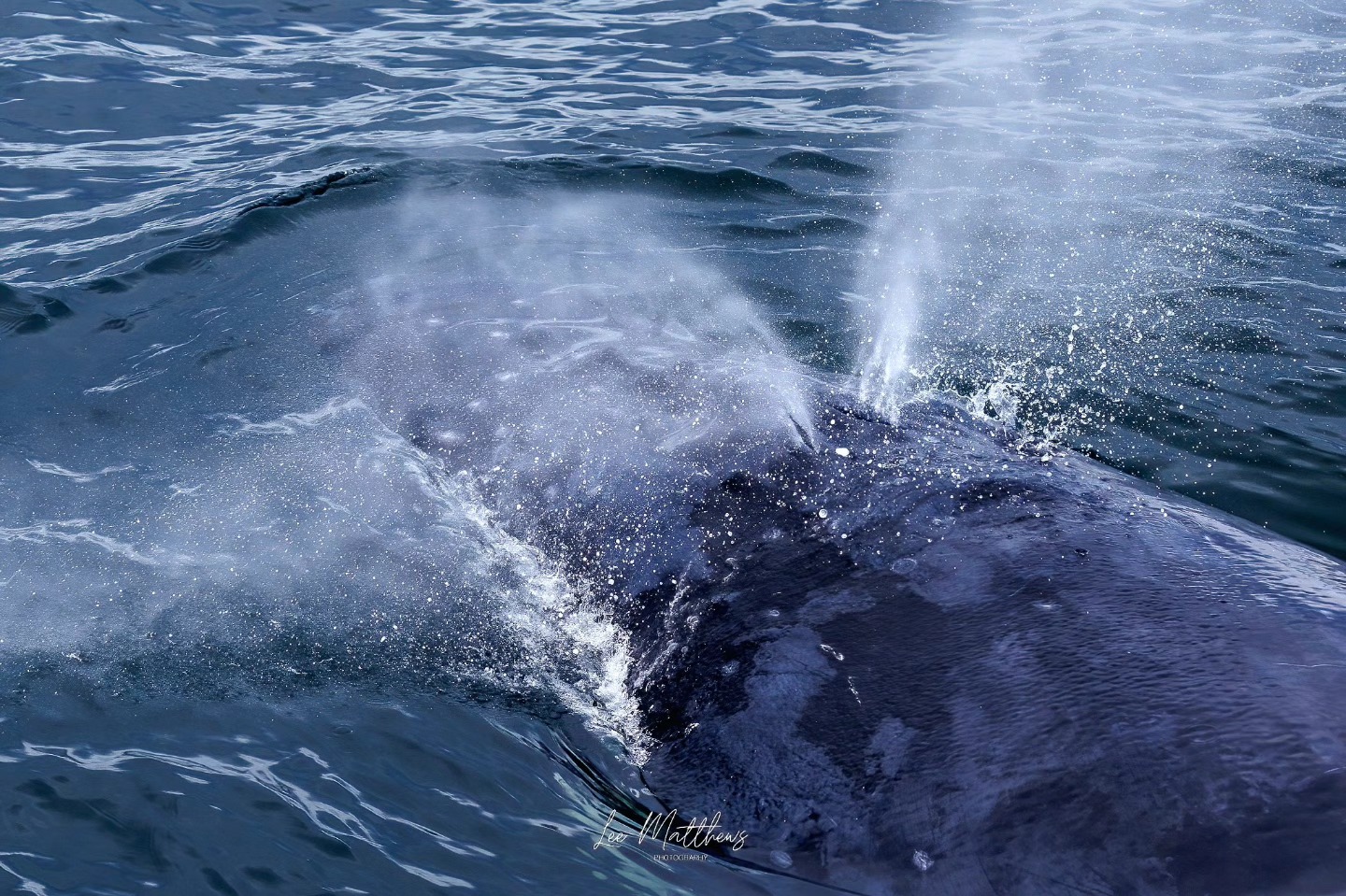 Whale surfacing with blowholes spraying water in the ocean.