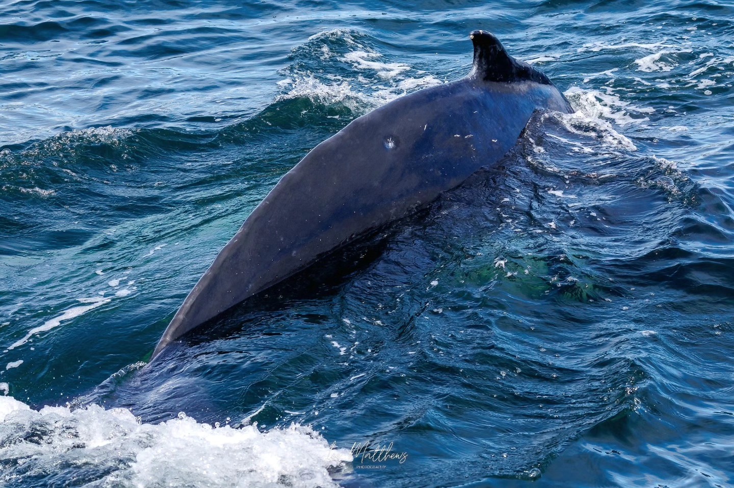 Whale surfacing in ocean, showing its back and dorsal fin amid small waves.