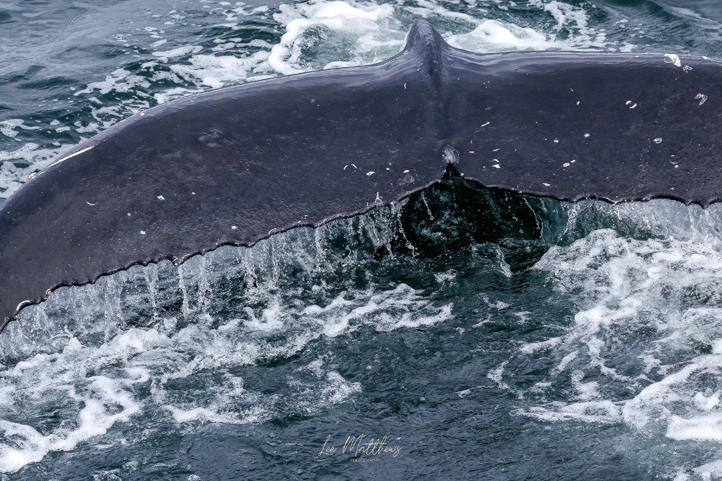Whale Watching Moonshadow TQC Cruises Port Stephens Lee Matthews