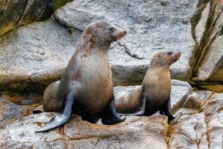 Two fur seals sitting on rocks with wet fur in a natural setting.
