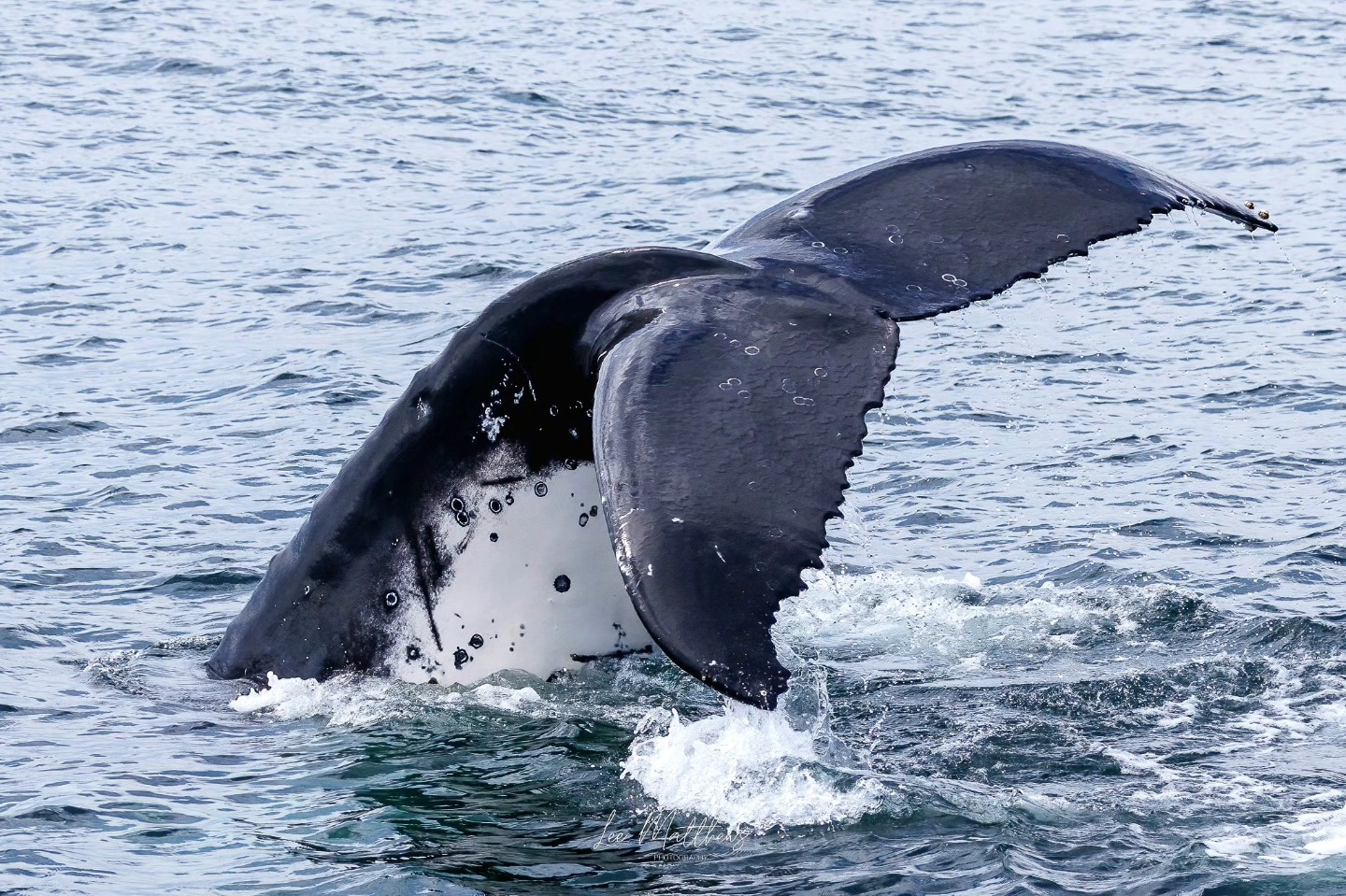 Humpback whale tail emerging from the ocean water.
